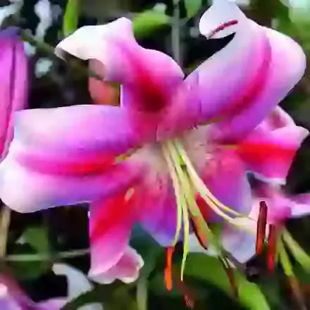 Oriental Trumpet
